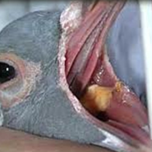 Güvercinlerde Kursak Mantarı (Candida enfeksiyonu)