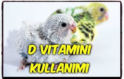 Kuşlarda D Vitamini Ne İşe Yarar? Neden Bu Kadar Önemlidir?