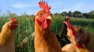Tavuk İlaçları: Sağlıklı Sürülerin Anahtarı