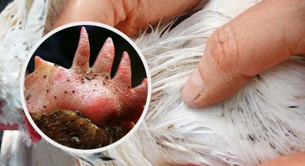 Tavuklarda Bit: Belirtiler, Nedenler ve Doğal Çözüm Yolları