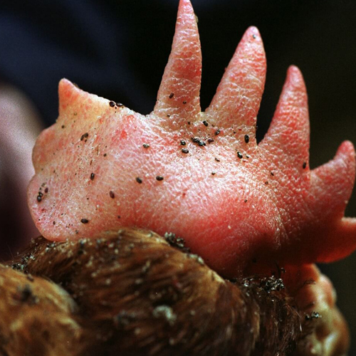 Tavuklarda Dış Parazit Sorunları ve Çözüm Yolları