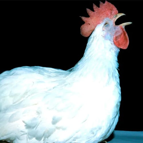 Tavuklarda Hırıltı ve Nefes Problemleri: Sebepler ve Çözüm Yolları