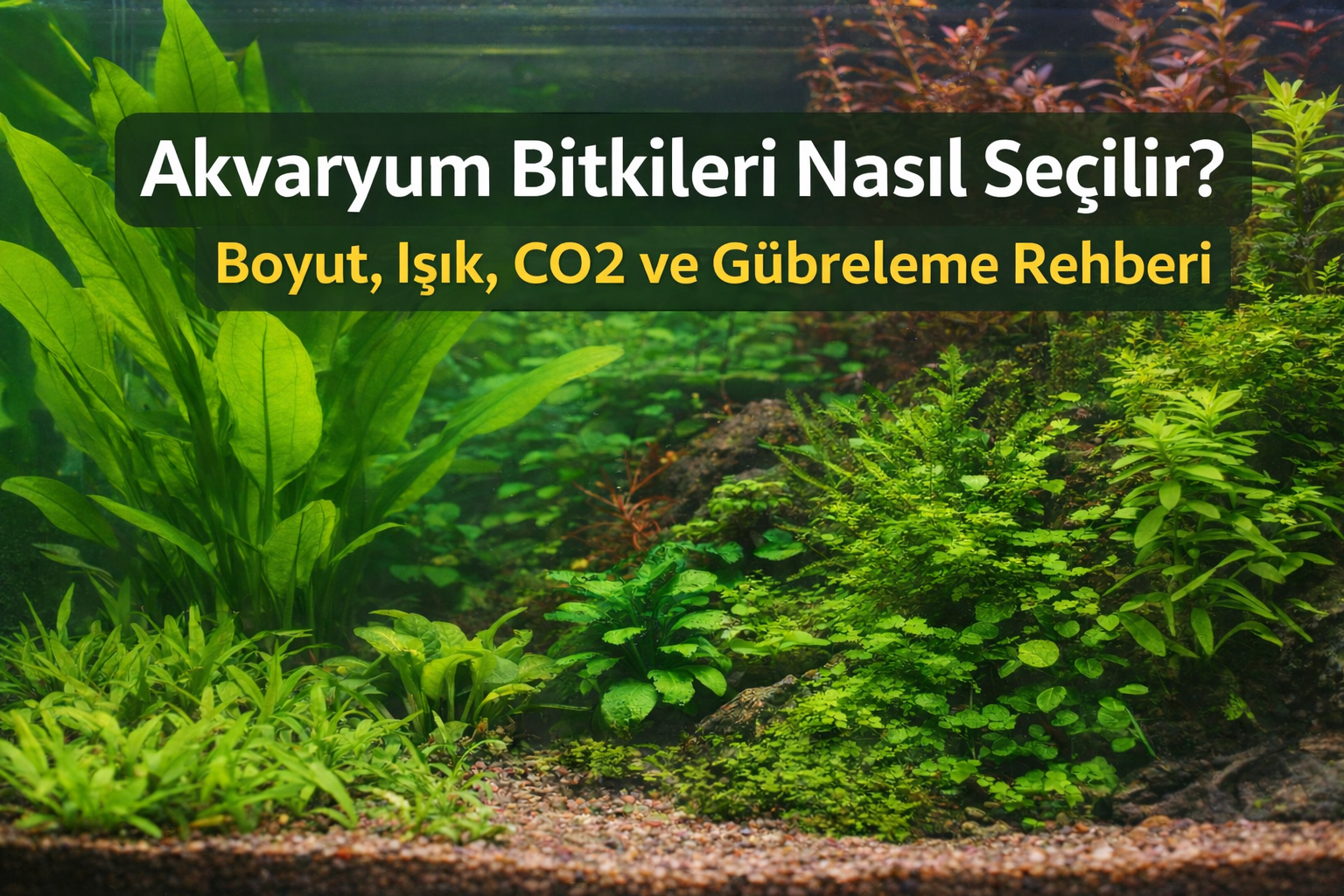 Bitkili akvaryum için uygun akvaryum bitkisi seçimi rehberi