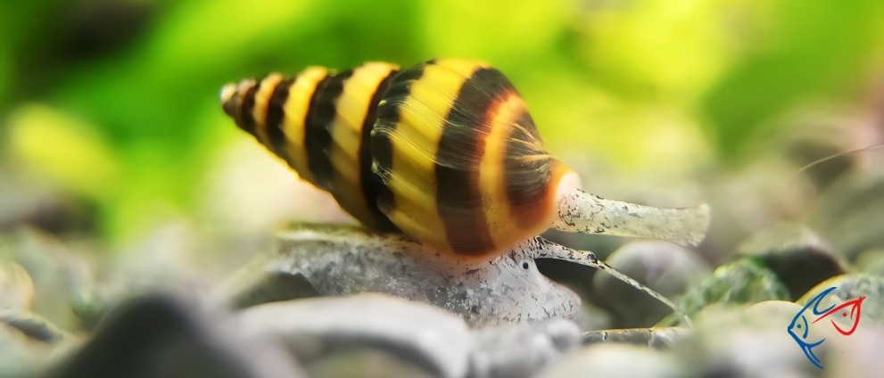 Bir Sonraki Tatlı Su Akvaryumunuz İçin En İyi 7 Faydalı Salyangoz