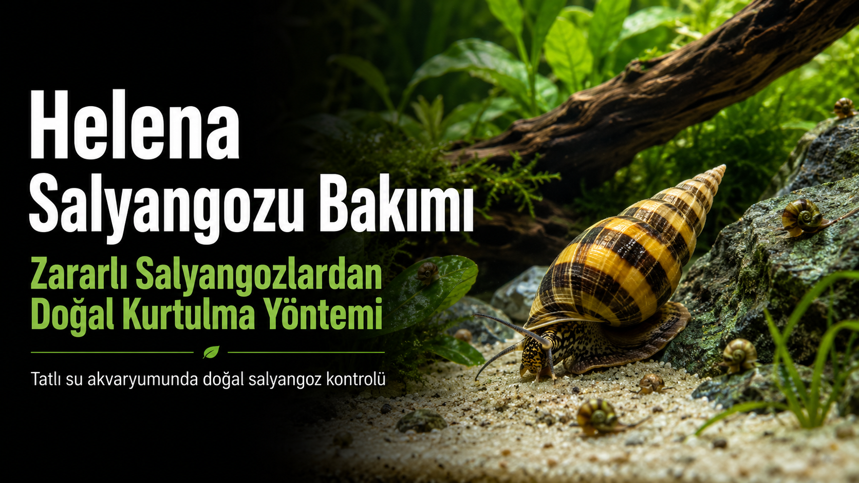 Tatlı su akvaryumunda zararlı salyangoz kontrolü için helena salyangozu