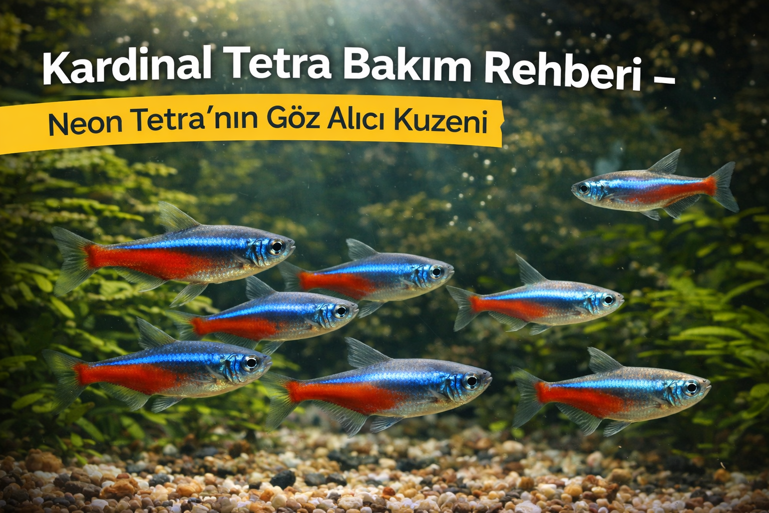 Kardinal tetra bakımı – neon tetra farkı ve ideal su değerleri