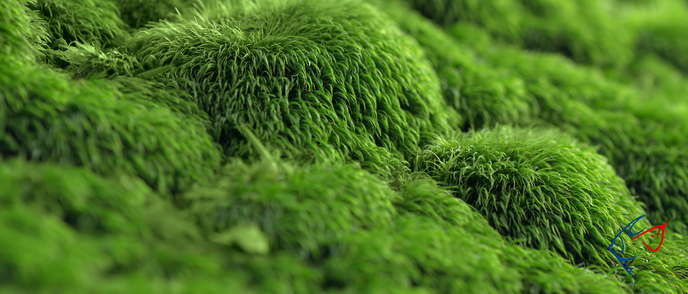 Marimo Yosun Topları – Dünyanın En Kolay Akvaryum “Bitkisi”