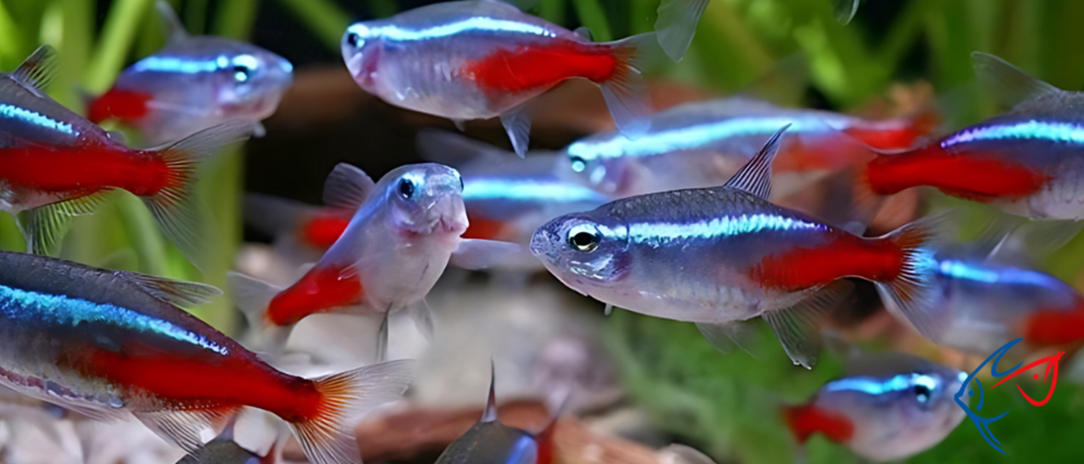 Neon Tetra Hastalığı Nedir?
