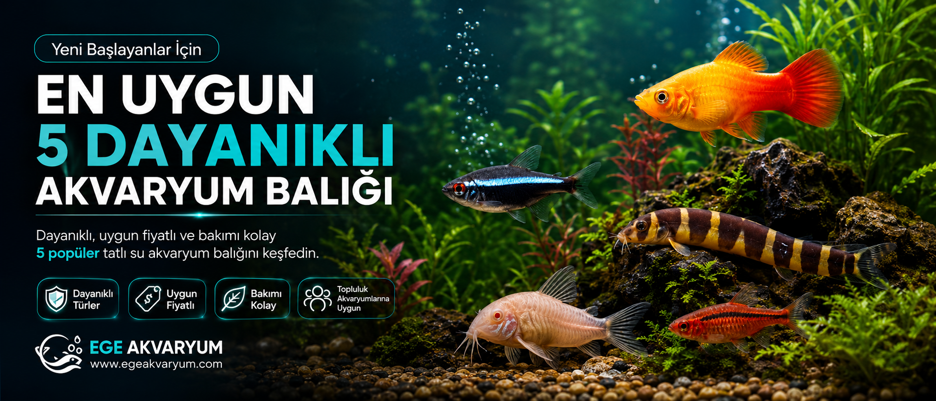 Yeni Başlayanlar İçin En Uygun 5 Dayanıklı Akvaryum Balığı
