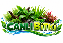 Canlı Bitki