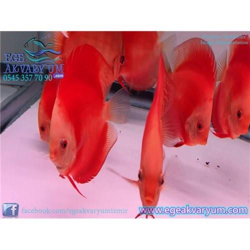 Red Ruby Discus 6-7 Cm (ithal) - Discus Türleri | En İyi Fiyatlar ...