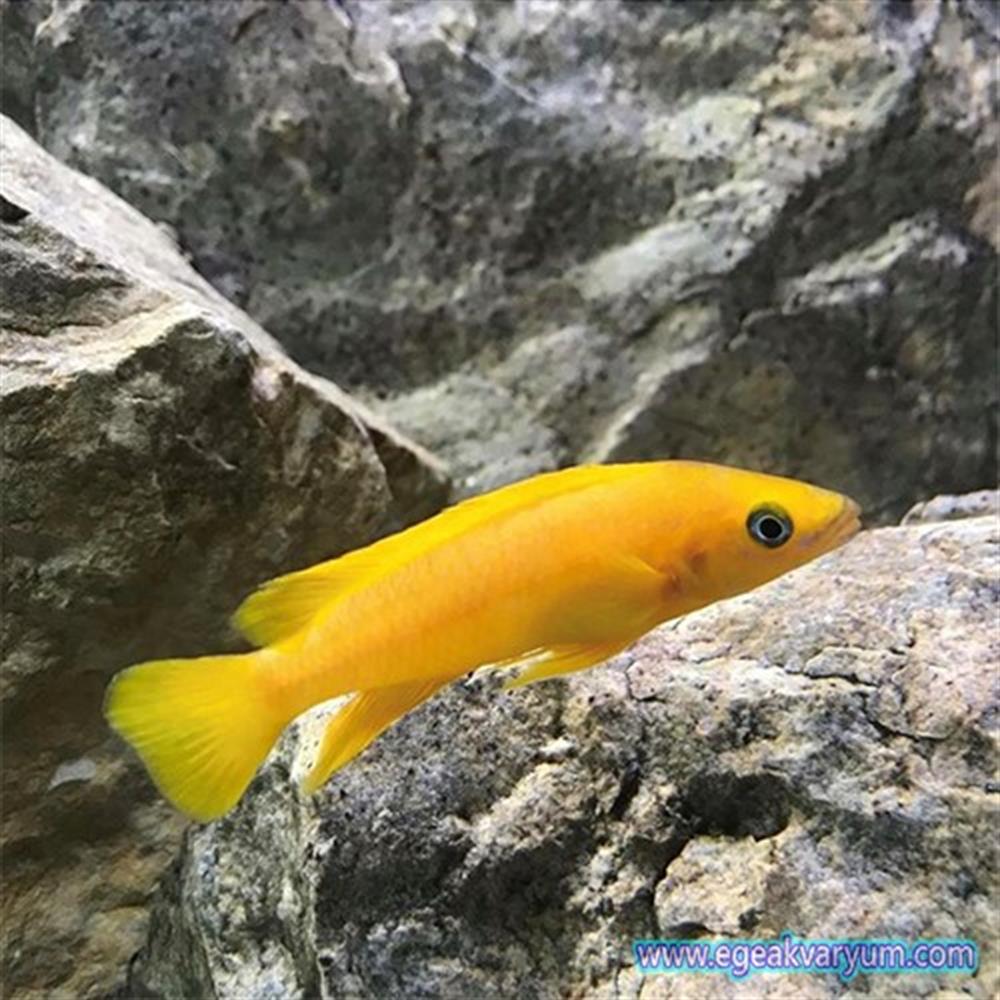 Neolamprologus Leleupi 3 cm - Tanganyika Türleri | En İyi Fiyatlar