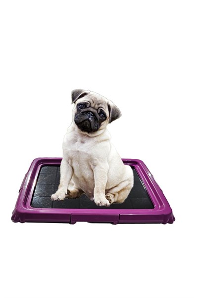 Akıllı Köpek Eğitim Tuvaleti