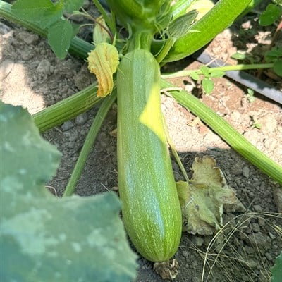 Beyaz Kabak (1 Kg.)