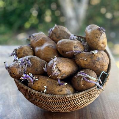 Patates Fidesi (5 KG.)