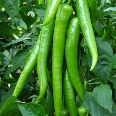 Tatlı Sivri Biber (1 Kg.)