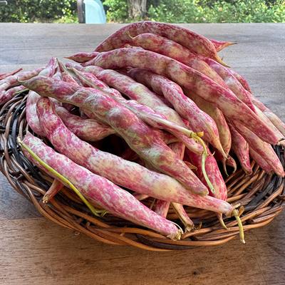 Taze Yayla Barbunyası (1 Kg.)
