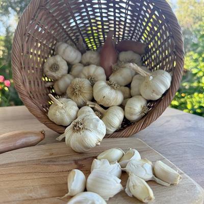 Yayla Sarımsağı Fidesi (500 Gr.)