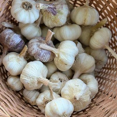 Yayla Sarımsağı (500 Gr.)