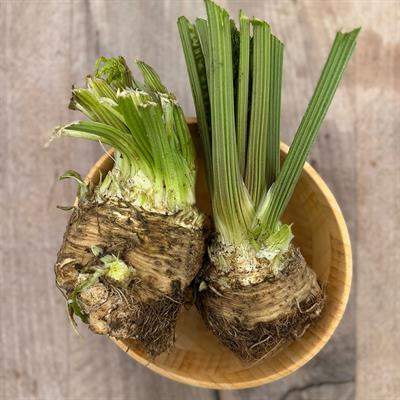 Yerli Kereviz (1Kg )