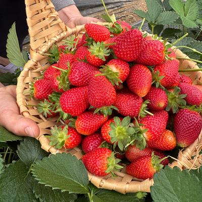 Yerli Yediveren Çilek (1Kg.)