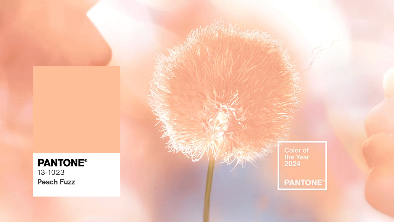 Pantone'den 2024'ün Rengi: Peach Fuzz