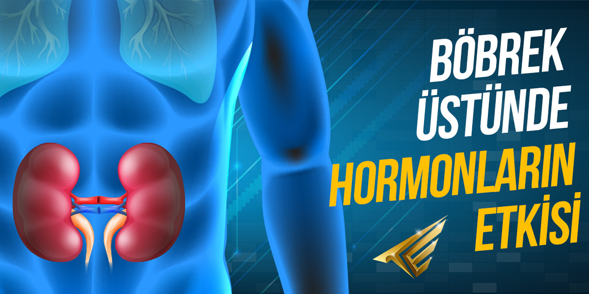 Böbrek Üstünde Hormonların Etkisi