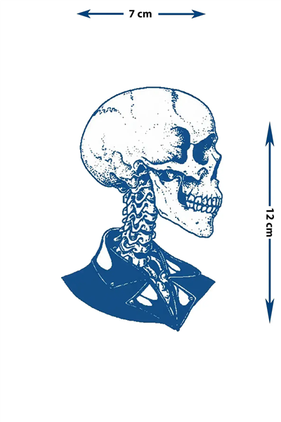 Anatomik Kafatası ve Omurga Yarı Kalıcı Dövme / 1 Ay Kalıcı - Sanatsal Gotik Temalı Geçici Dövme