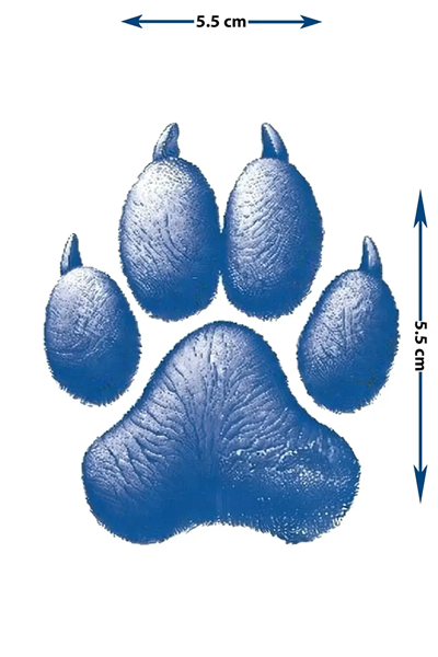 Gerçekçi Pati İzi Yarı Kalıcı Dövme / 1 Ay Kalıcı - Kedi ve Köpek Severler İçin Pati Temalı Geçici Dövme