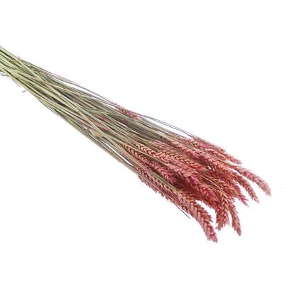 1 Bağ Kurutulmuş Doğal Renkli Buğday Başağı Tarwe