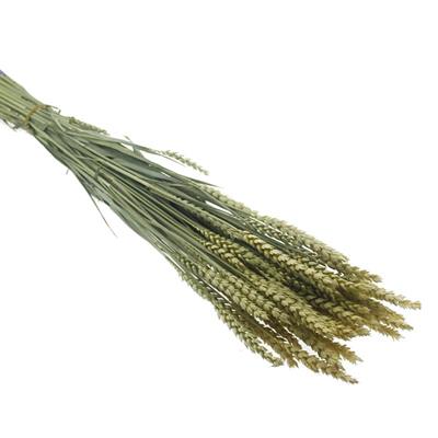 1 Bağ Kurutulmuş Doğal Renkli Buğday Başağı Tarwe
