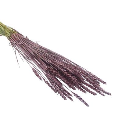 1 Bağ Kurutulmuş Doğal Renkli Buğday Başağı Tarwe