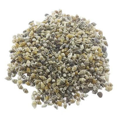 1kg Nassa Shell Deniz Kabuğu