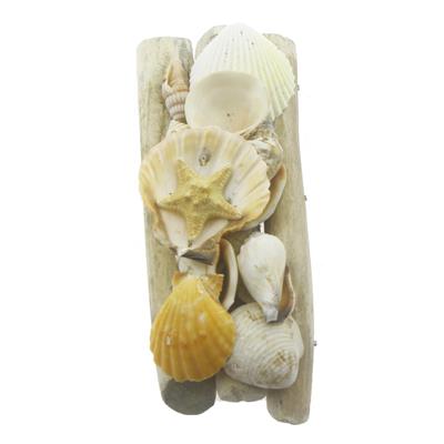 Karışık Deniz Kabukları Dekor Seti