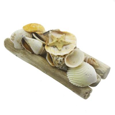 Karışık Deniz Kabukları Dekor Seti