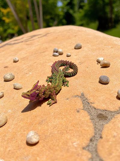 Small Kristal Ejderha - Altın-Kırmızı-Yeşil