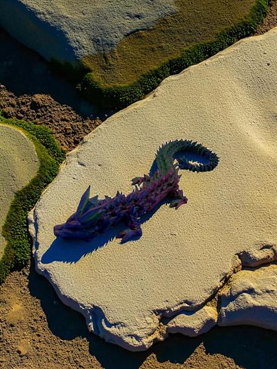 Small Kristal Ejderha - Mavi - Kırmızı - Yeşil