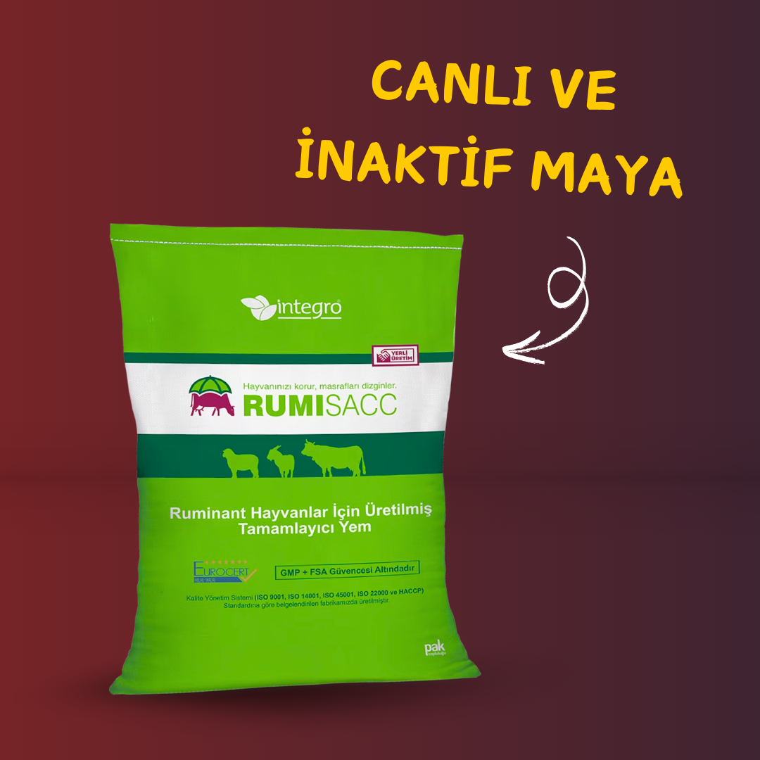 Jinsi shimlar orqali behuda