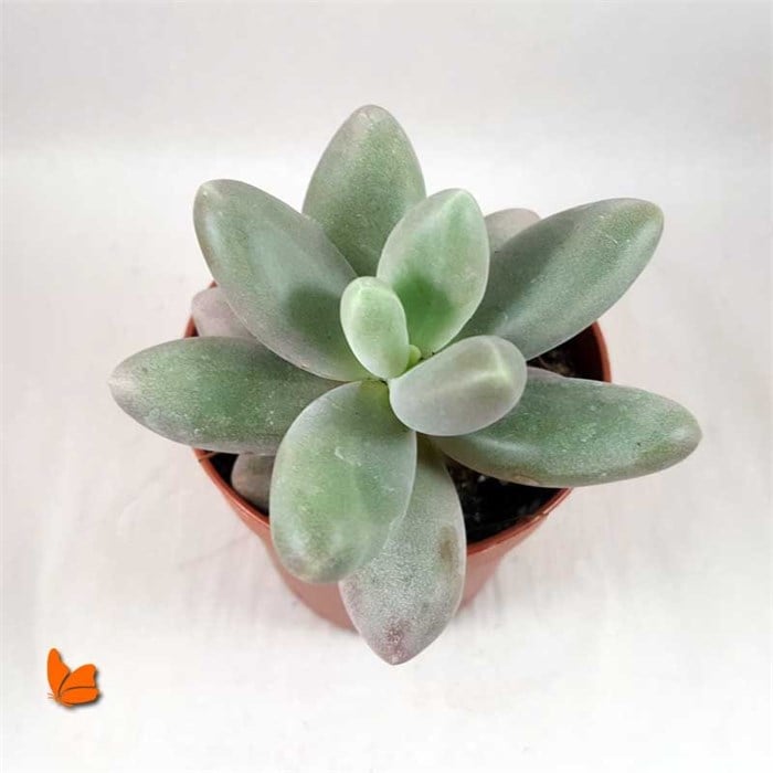 X Pachyveria Powder Puff