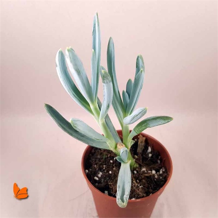 Senecio Serpens (kleinia repens)