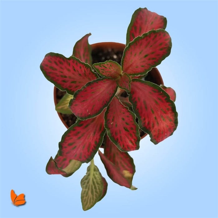 Mini Fittonia