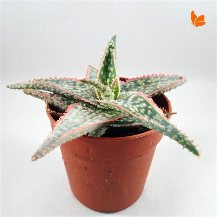Aloe Bright Star