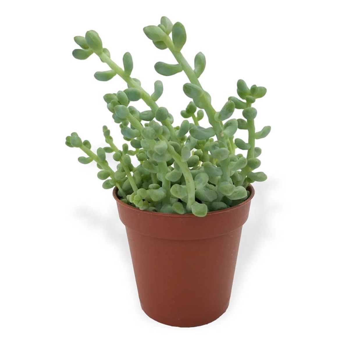 Sedum Stahlii