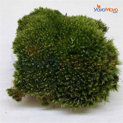 Kara Yosunu, Teraryum Yosunu