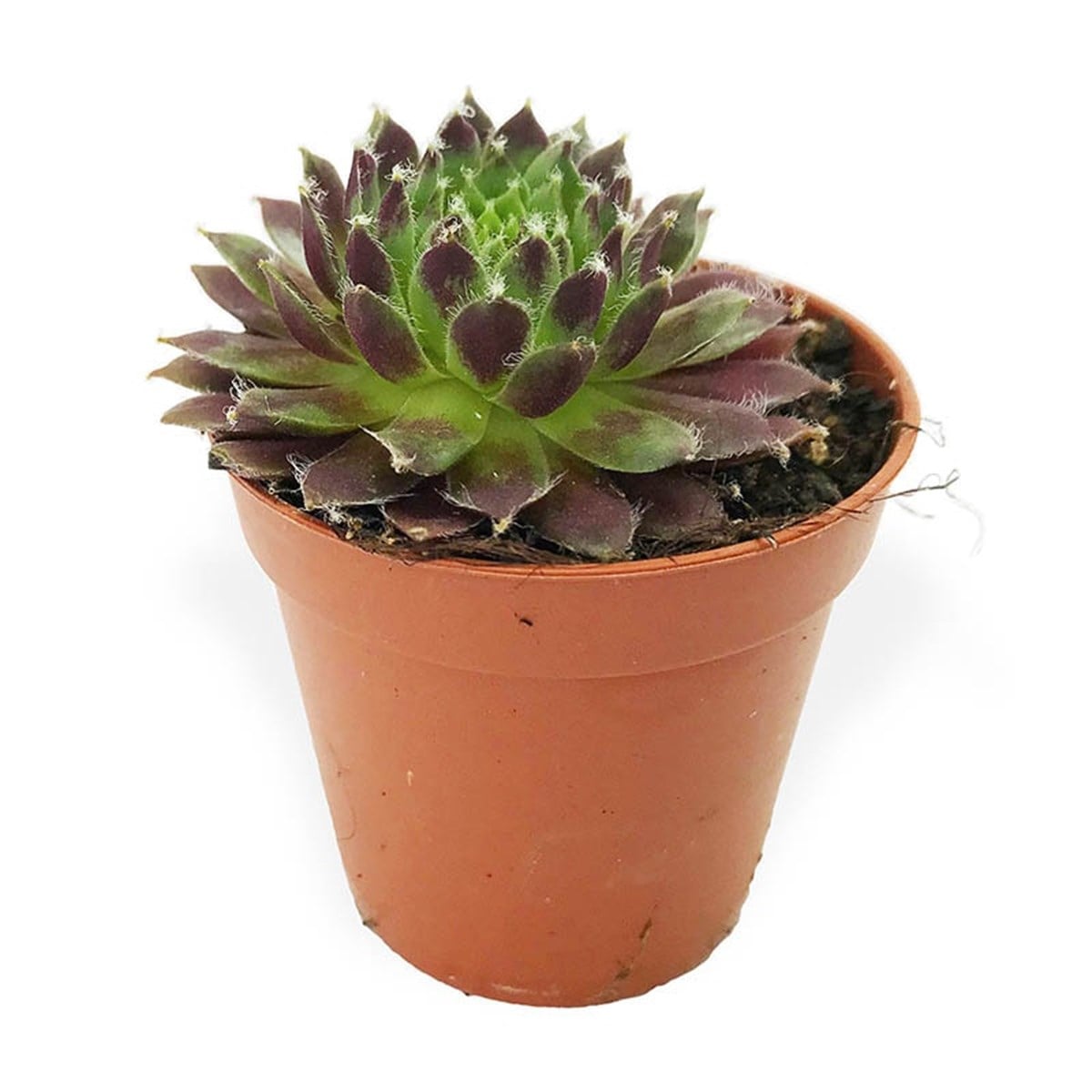 Aeonium Atropurpureum, Teraryum Sukulent