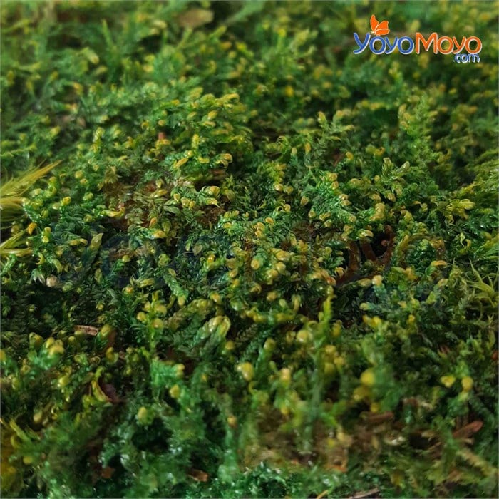 Şoklanmış Turba Yosunu