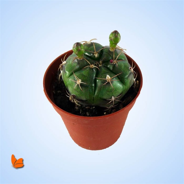 Çiçekli Topuz Kaktüs