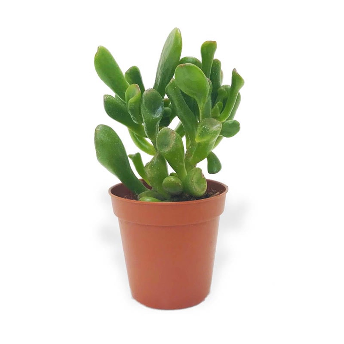 Crassula Gollum