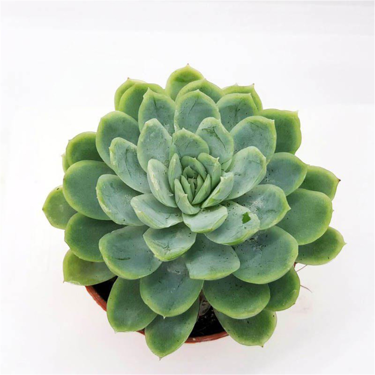 Echeveira Elegans