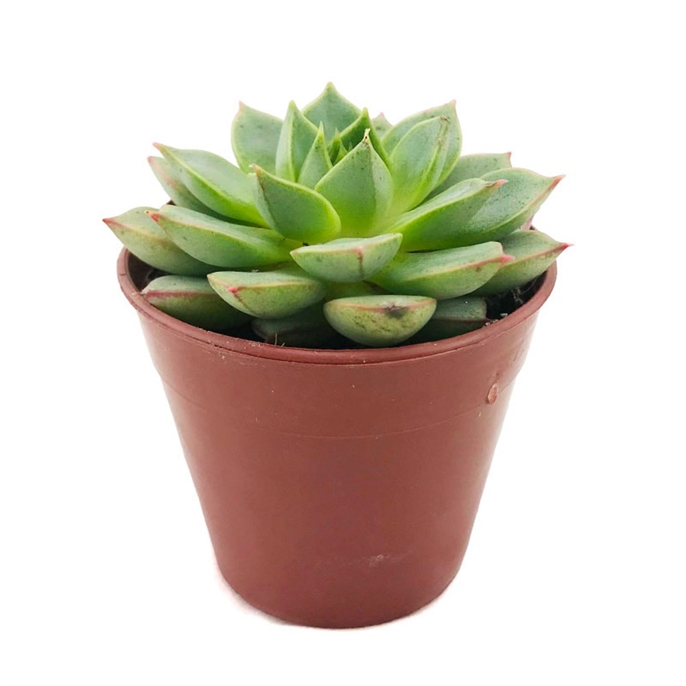 Echeveria